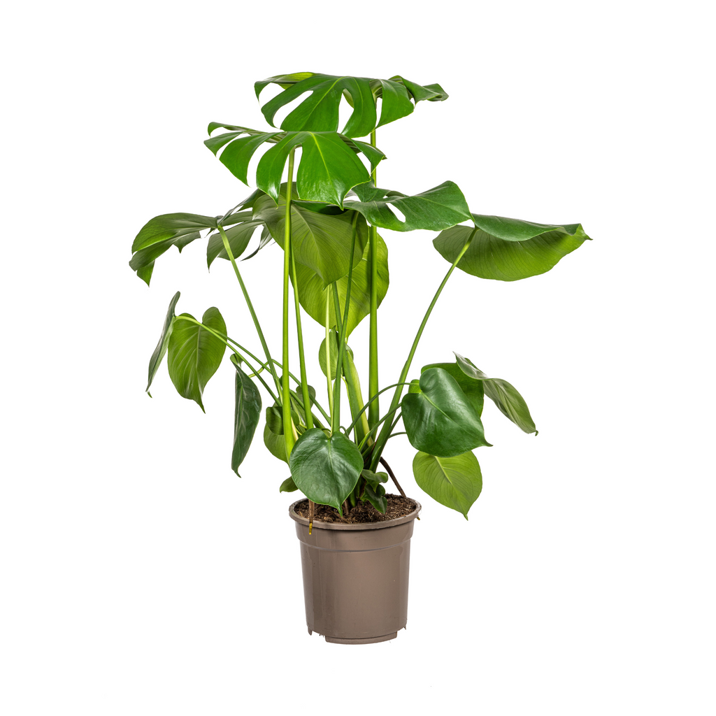 Monstera deliciosa Tauerii (gatenplant) – Ø21 cm, 70–90 cm hoog