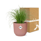 Cyperus alternifolius Zumula i ELHO Vibes Fold 14 cm pink (cyperusgræs) – 28 cm høj