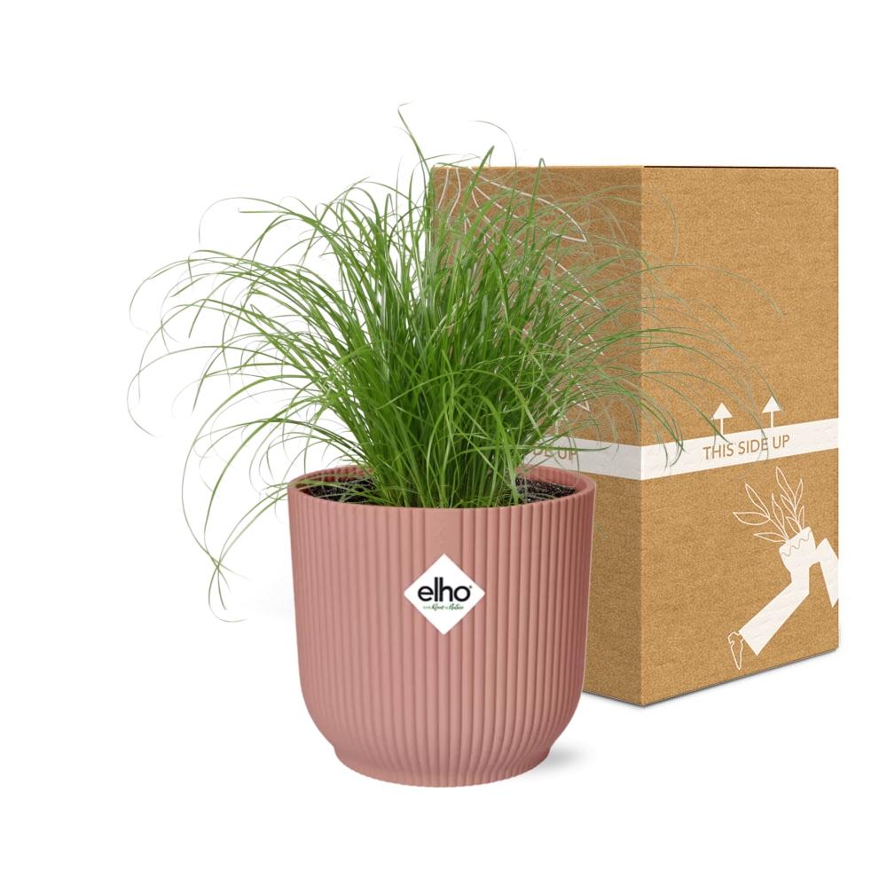 Cyperus alternifolius Zumula i ELHO Vibes Fold 14 cm pink (cyperusgræs) – 28 cm høj – billede 5