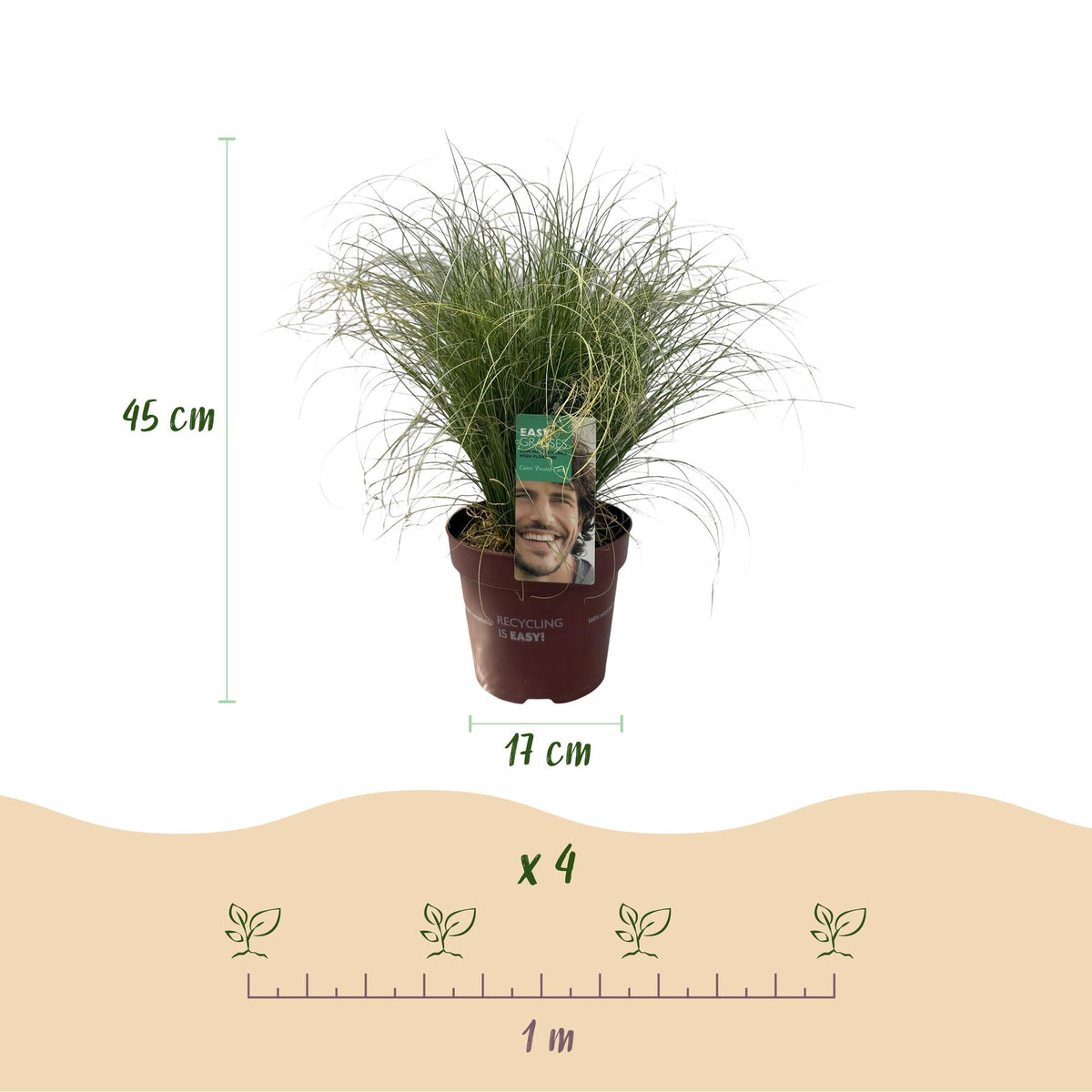 Carex comans 'Frosted Curls' (Kräuselsegge) – Ø 17 cm, 50 cm hoch – Bild 3