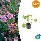 Geranium macrorrhizum 'Ingwersen’s Var.' (Storchschnabel) – 60 Pflanzen, Ø9 cm, 10–25 cm hoch