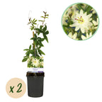 Passiflora 'Avalanche' (Passionsblume) – weiß – 2 Pflanzen, Ø 11 cm, 40 cm hoch