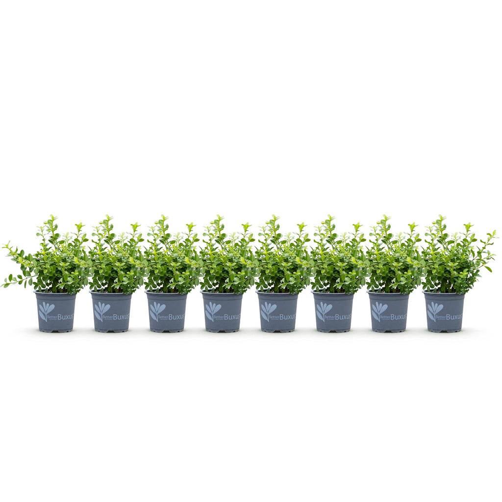 Buxus – 8 Pflanzen, Ø 9 cm, 20–25 cm hoch – Bild 2
