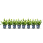 Buxus – 8 Pflanzen, Ø 9 cm, 20–25 cm hoch