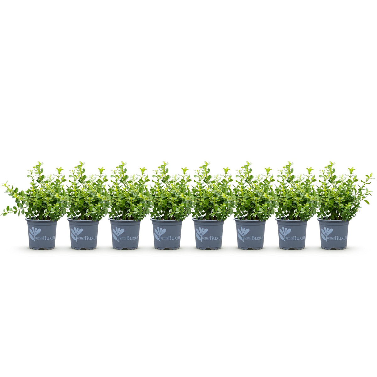 Buxus – 8 Pflanzen, Ø 9 cm, 20–25 cm hoch – Bild 2