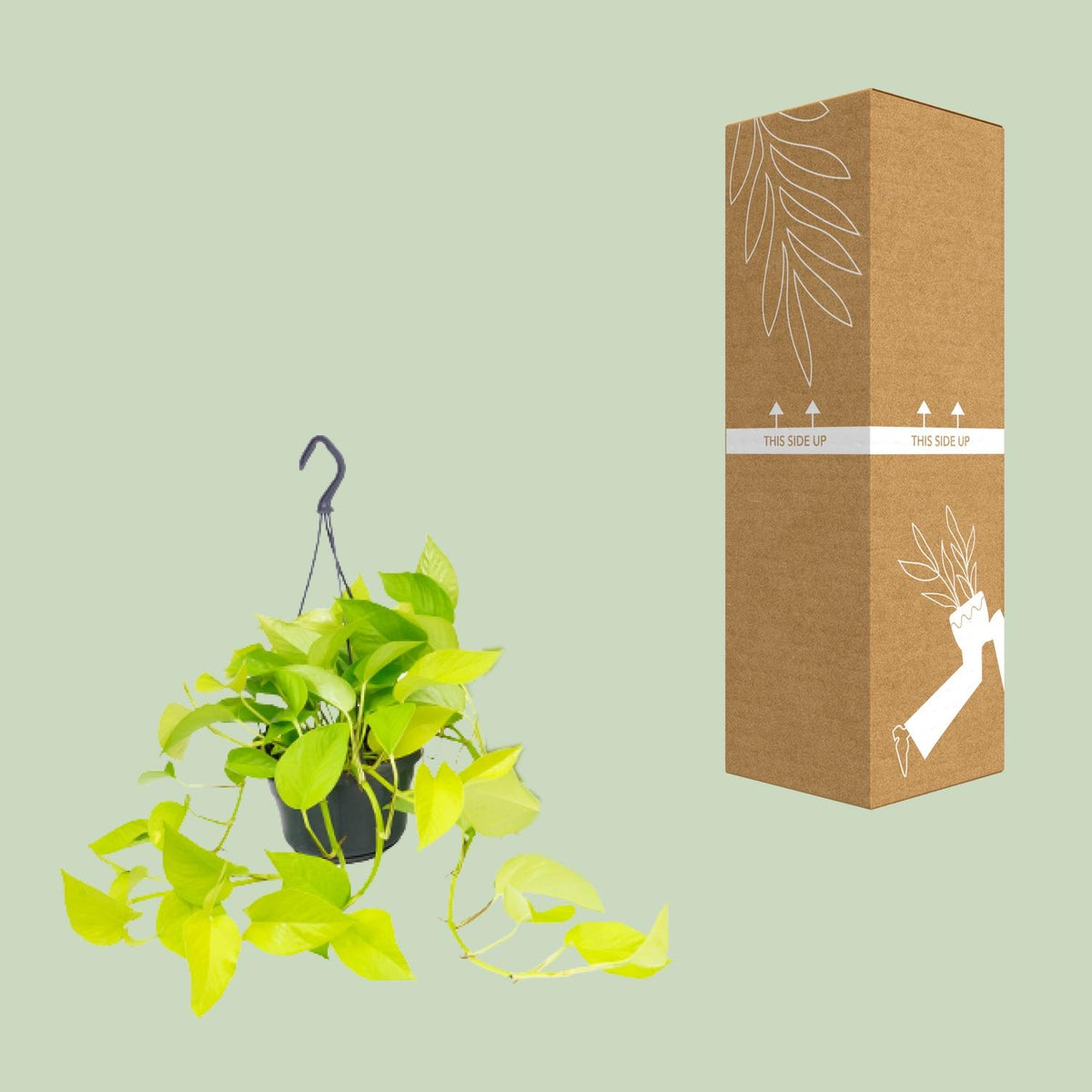 Epipremnum Golden Pothos (scindapsus) – Ø15 cm, 25 cm høj