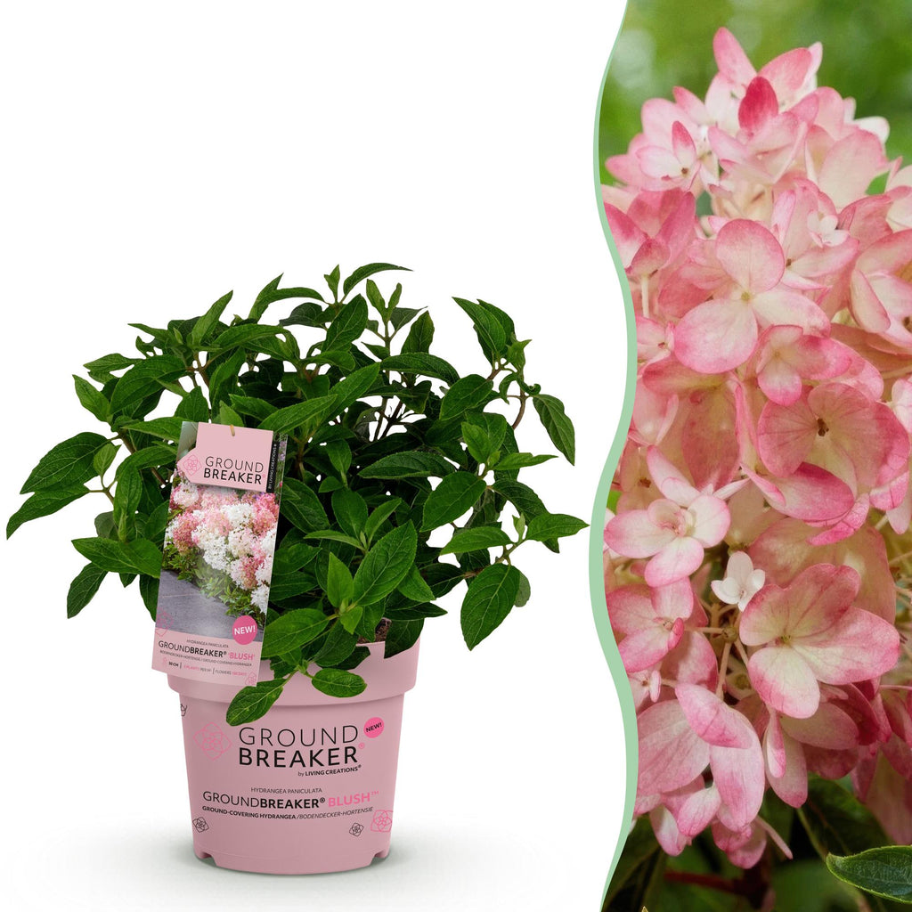 Hydrangea panniculata 'Groundbreaker Blush' (hortensia paniculé) – rose – Ø14 cm, 20–25 cm de haut