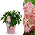 Hydrangea panniculata 'Groundbreaker Blush' (hortensia paniculé) – rose – Ø14 cm, 20–25 cm de haut
