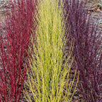 Cornus alba 'Tricolour' (kornsletter) – 3 planter, Ø17 cm, 45 cm høje
