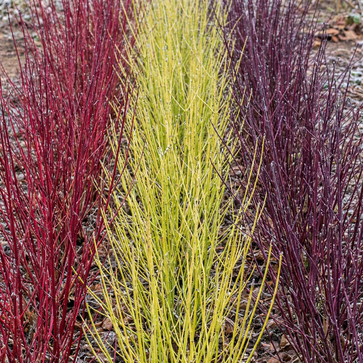 Cornus alba 'Tricolour' (kornsletter) – 3 planter, Ø17 cm, 45 cm høje – billede 4