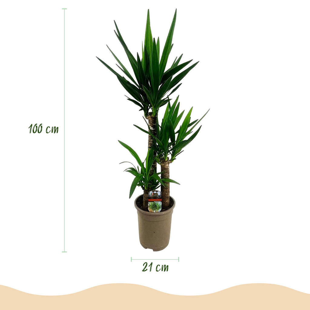 Yucca elephantipes – Ø 21 cm, 100 cm hoch – Art. 54713