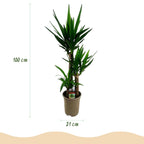 Yucca elephantipes – Ø 21 cm, 100 cm hoch – Art. 54713