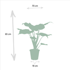 Alocasia Lauterbachiana (oreille d'éléphant) – Ø19 cm, 75 cm de haut – cucullata