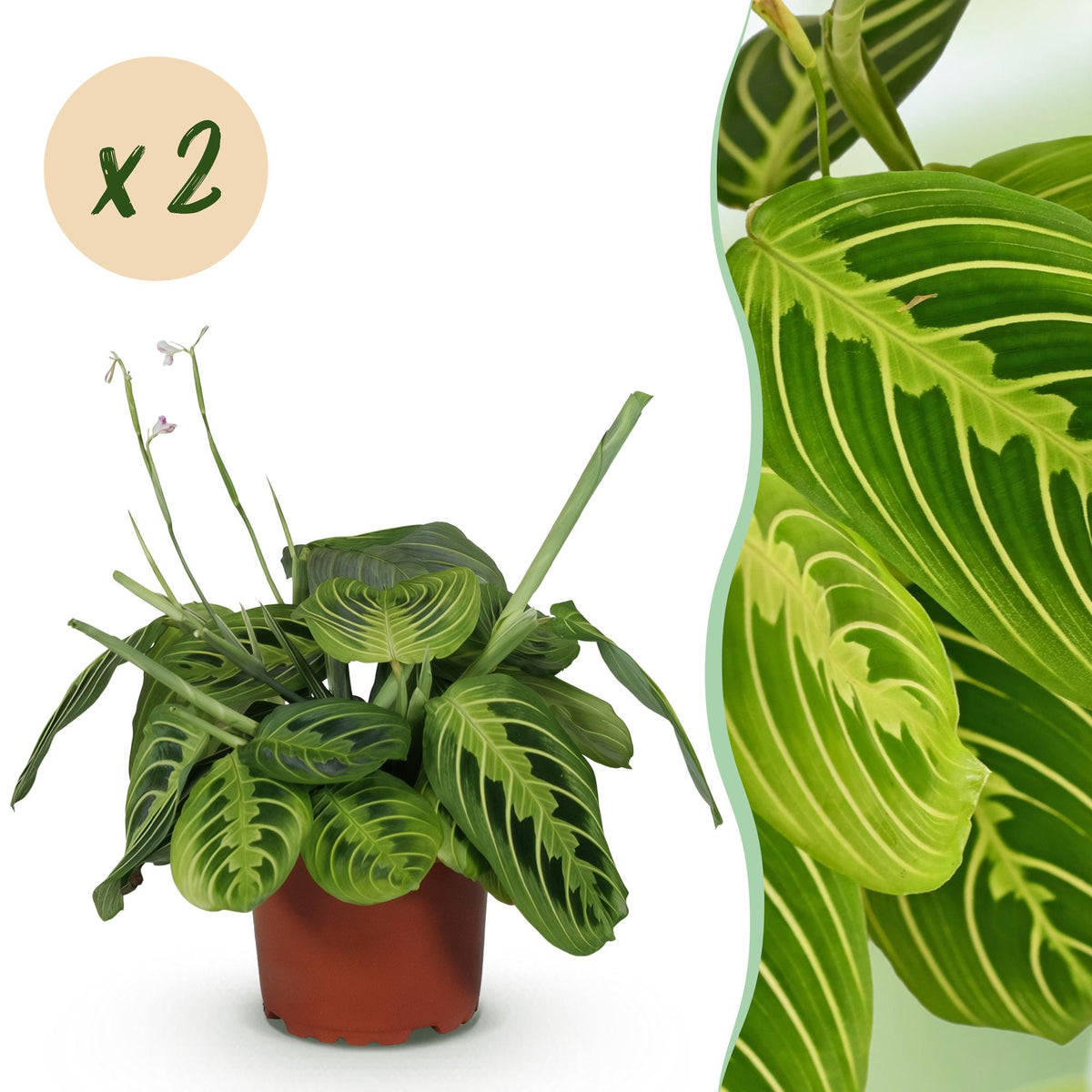 2× Maranta Fascinator Lemon Lime (Gebetsstaude) – Ø 12 cm, 30–35 cm hoch