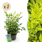 Nandina 'Lemon & Lime' (Himmlisches Bambus) – gelb – 2 Pflanzen, Ø 17 cm, 45 cm hoch