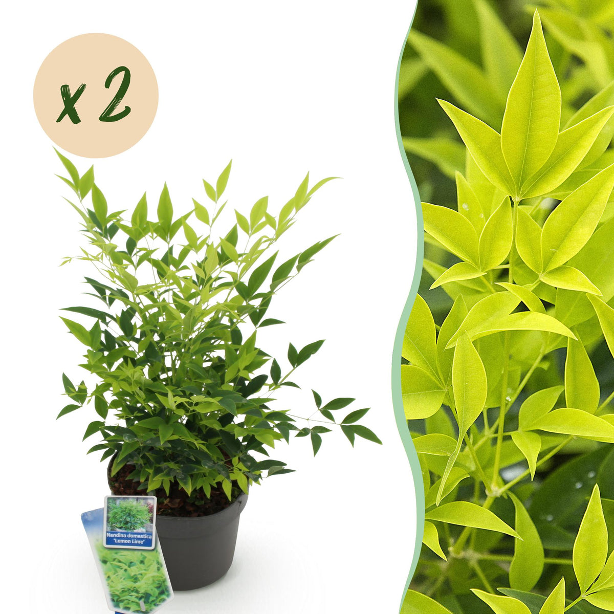 Nandina 'Lemon & Lime' (Himmlisches Bambus) – gelb – 2 Pflanzen, Ø 17 cm, 45 cm hoch
