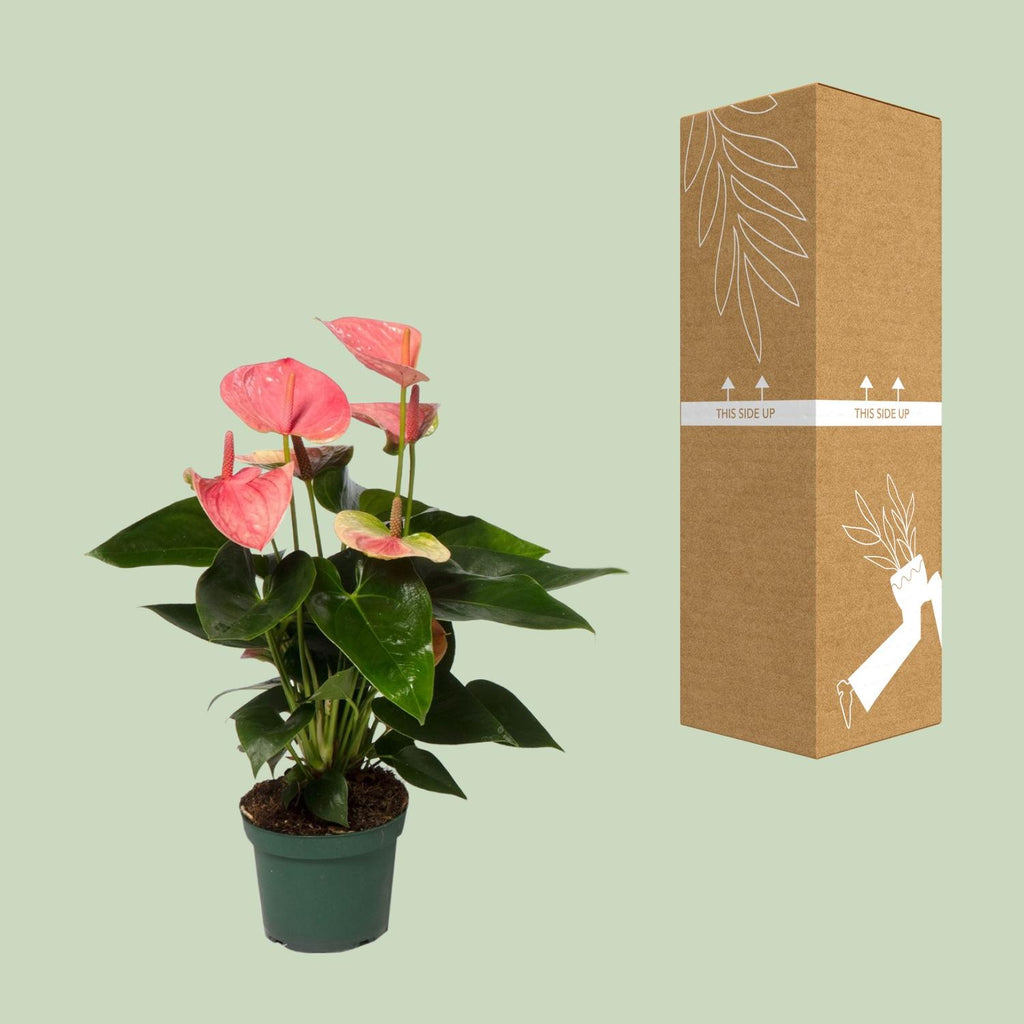 Anthurium Sweet Dream (plante à fleurs enflammées) – Ø 12 cm, 35 cm de haut
