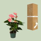 Anthurium Sweet Dream (plante à fleurs enflammées) – Ø 12 cm, 35 cm de haut