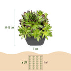 Sempervivum 'Big Sam' (okoumé) – 6 plantes, Ø7 cm, 10–12 cm de haut