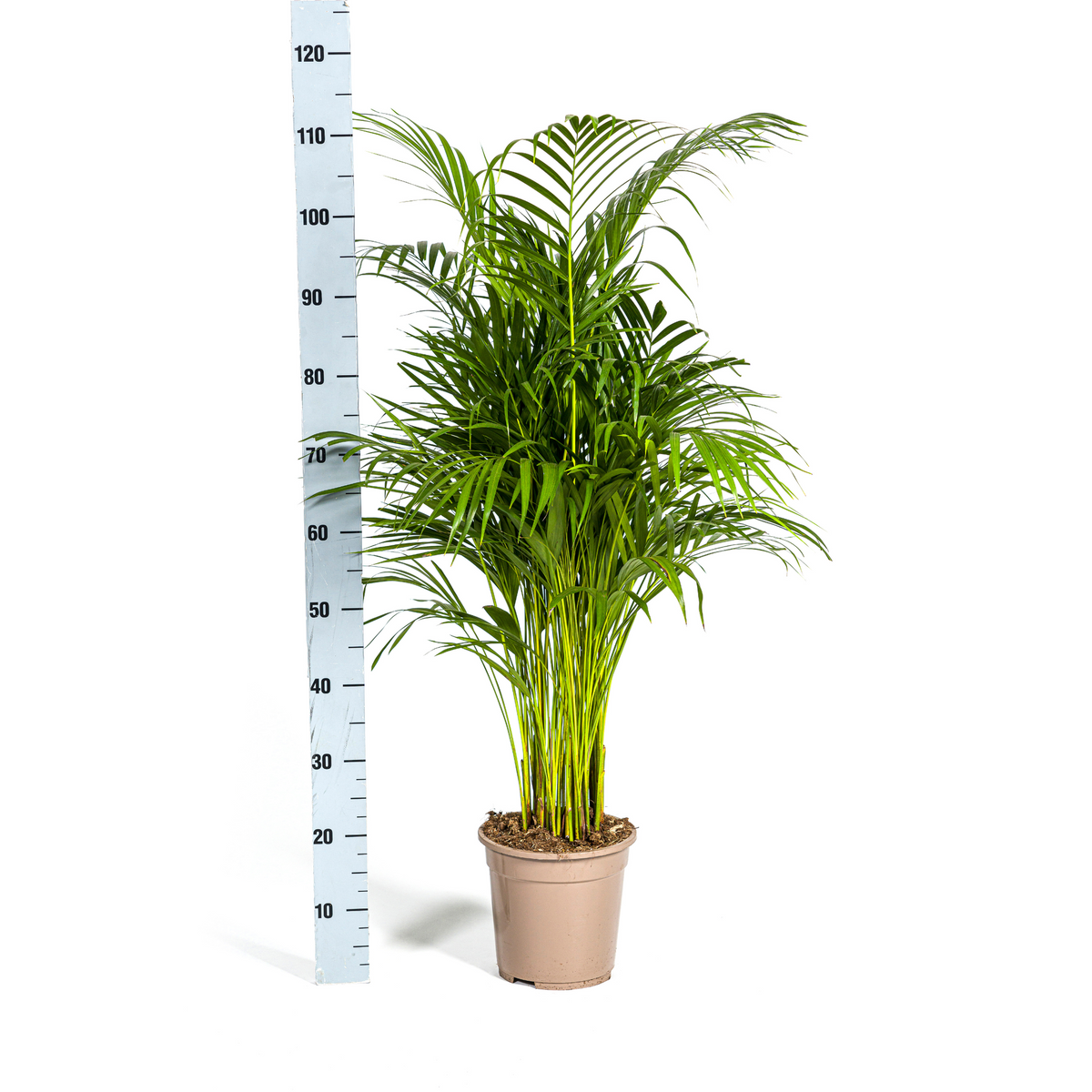 Dypsis Areca Lutescens (Goldfarn) mit Korb – Ø 21 cm, 100–120 cm hoch