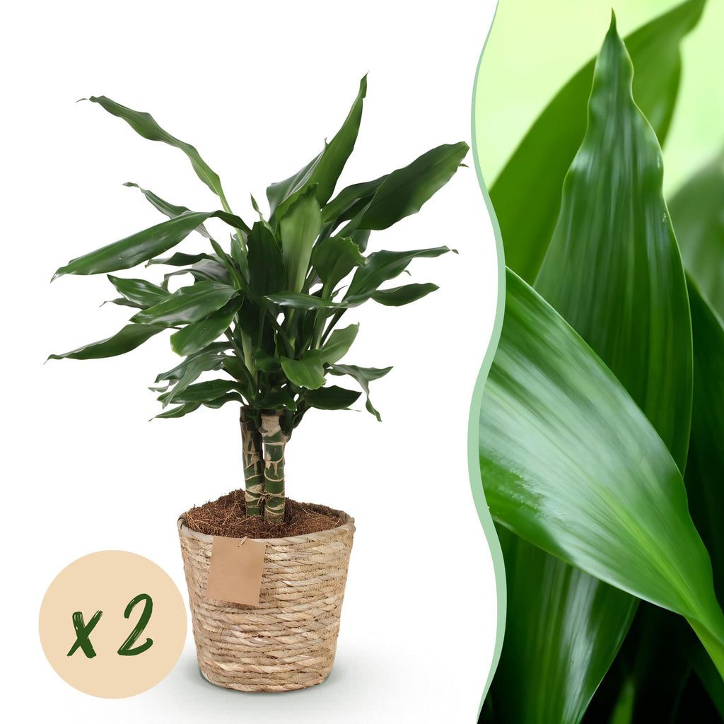 2× Dracaena fragrans Steudneri (Drachenbaum) im Korb – Ø 17 cm, 50–55 cm hoch