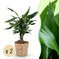 2× Dracaena fragrans Steudneri (Drachenbaum) im Korb – Ø 17 cm, 50–55 cm hoch