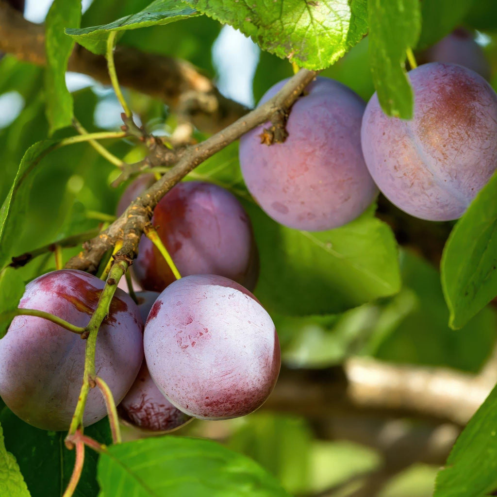 Prunus domestica 'Opal' (plommonträd) – Ø21 cm, 90 cm högt – bild 6