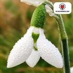 Jacinthe des bois – 30 bulbes