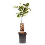 Prunus avium 'Regina' (Kirschbaum) – Ø 21 cm, 90 cm hoch