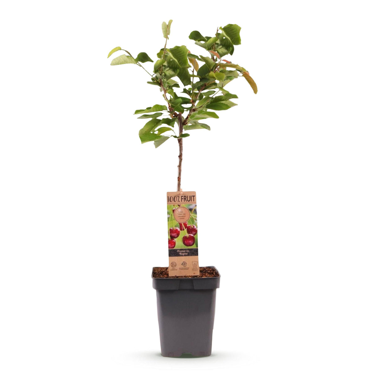 Prunus avium 'Regina' (Kirschbaum) – Ø 21 cm, 90 cm hoch – Bild 2