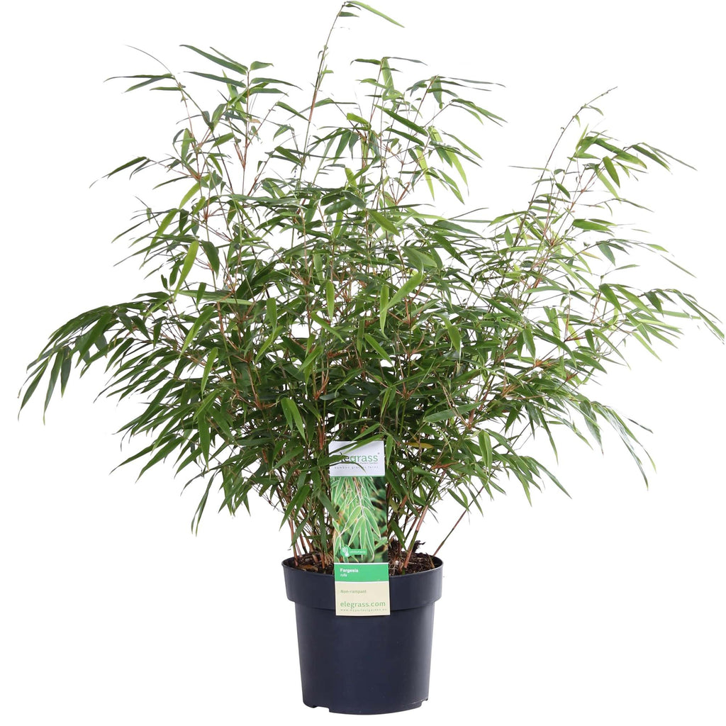 Fargesia rufa (nicht ausladender Bambus) – Ø 19 cm, 50–60 cm hoch