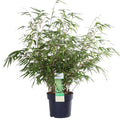 Fargesia rufa (nicht ausladender Bambus) – Ø 19 cm, 50–60 cm hoch