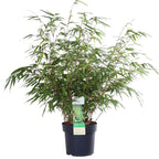 Fargesia rufa (nicht ausladender Bambus) – Ø 19 cm, 50–60 cm hoch