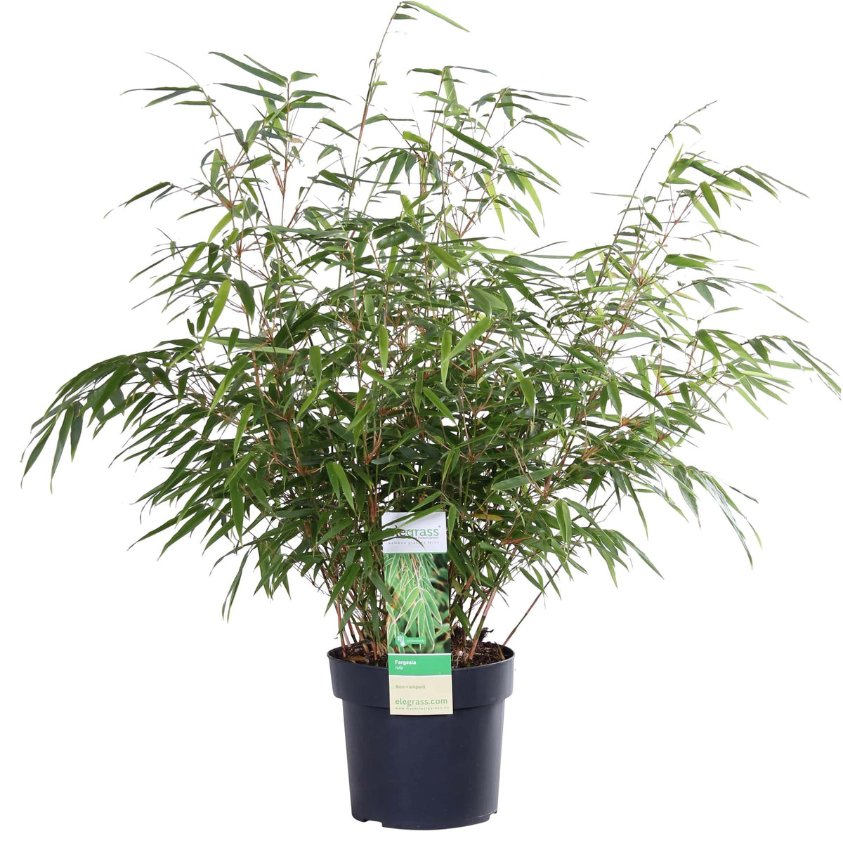 Fargesia rufa (nicht ausladender Bambus) – Ø 19 cm, 50–60 cm hoch