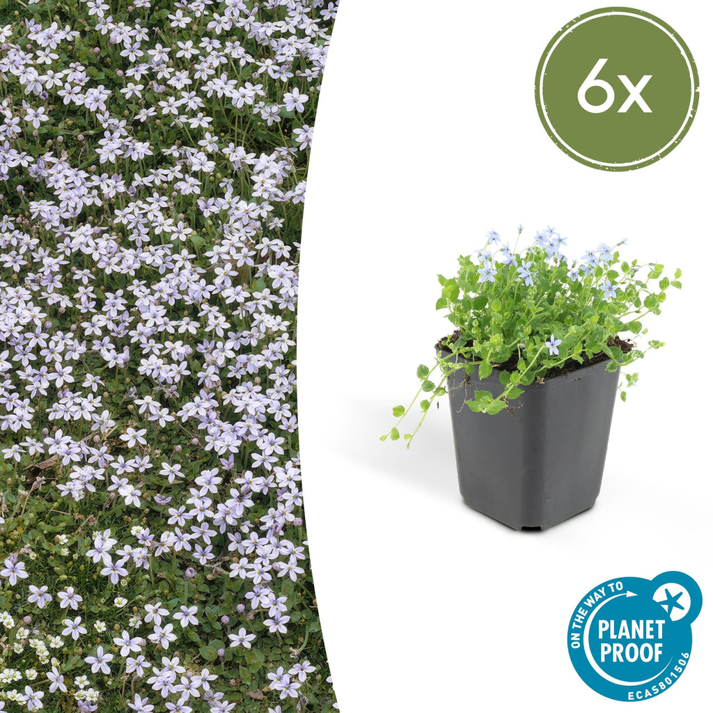 Isotoma fluviatilis (blue carpet) – 6 plants, Ø9 cm, 10–25 cm high