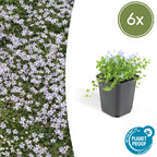 Isotoma fluviatilis (blue carpet) – 6 plants, Ø9 cm, 10–25 cm high