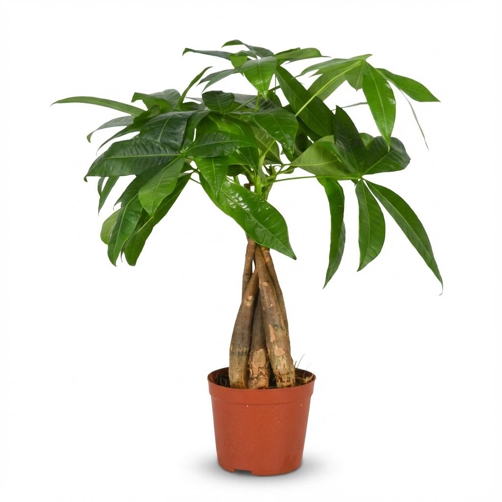 Pachira aquatica (geldboom) – Ø12 cm, 40–50 cm hoog