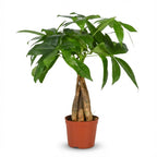 Pachira aquatica (geldboom) – Ø12 cm, 40–50 cm hoog