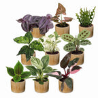 9× Surprise box of houseplants incl. Linnea Honey – Ø6 cm, 5–15 cm tall