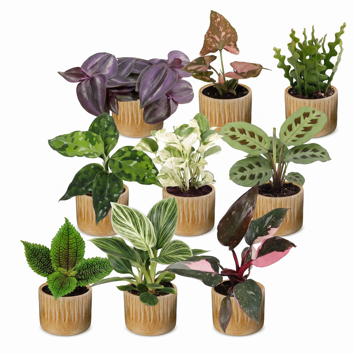 9× overraskelsesæske med stueplanter inkl. Linnea Honey – Ø6 cm, 5–15 cm høj