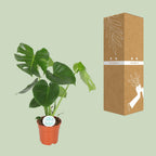 Monstera deliciosa (gatenplant) – Ø17 cm, 55 cm hoog – art. 2926