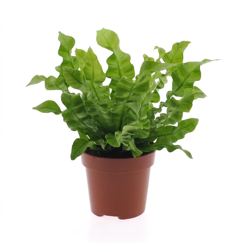 Asplenium Crispy Wave (fugleredesbreg) – Ø12 cm, 30 cm høj