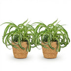 2× Chlorophytum comosum Bonnie (Grünlilie) im Korb – Ø 12 cm, 20 cm hoch