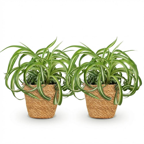 2× Chlorophytum comosum Bonnie (plante-araignée) avec panier – Ø12 cm, 20 cm de haut