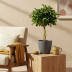 Schefflera Gold Capelle (arbre à doigts) en pot de décoration gris – Ø21 cm, 70–80 cm de haut