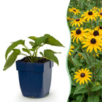 Rudbeckia fulgida 'Goldsturm' (coneflower) – yellow – 6 plants, Ø11 cm, 15–25 cm high