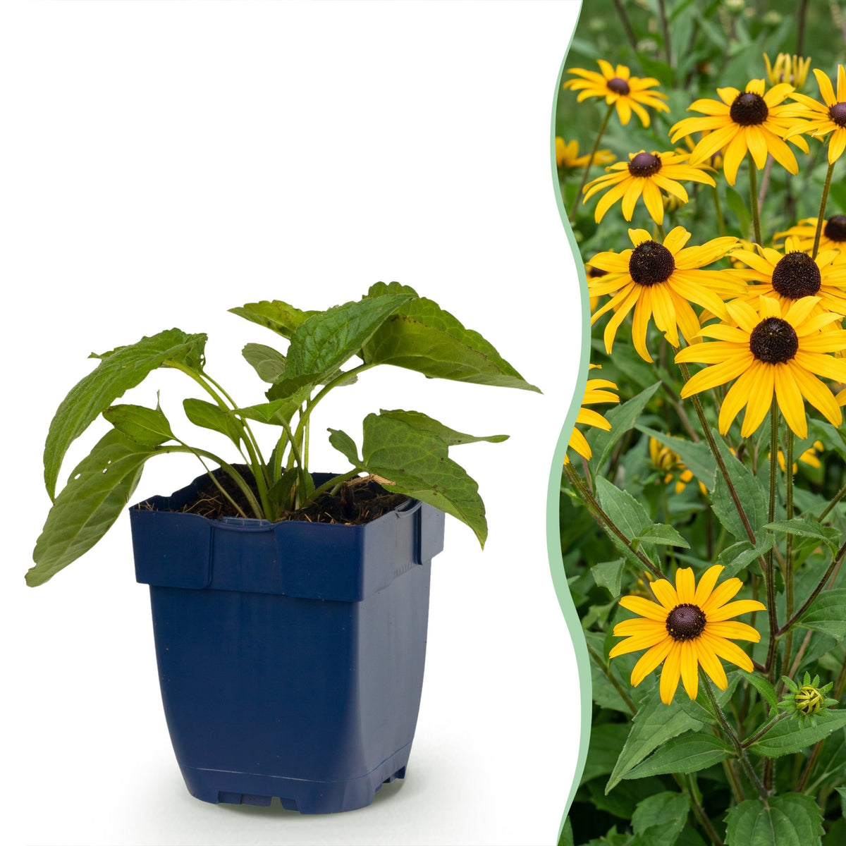Rudbeckia fulgida 'Goldsturm' (coneflower) – yellow – 6 plants, Ø11 cm, 15–25 cm high
