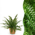 Nephrolepis exaltata Green Lady (fougère épée) avec panier – Ø12 cm, 25 cm de haut