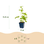 Delphinium 'Blue Bird' (Sch intentionssporn) – blau – Ø11 cm, 15–25 cm hoch