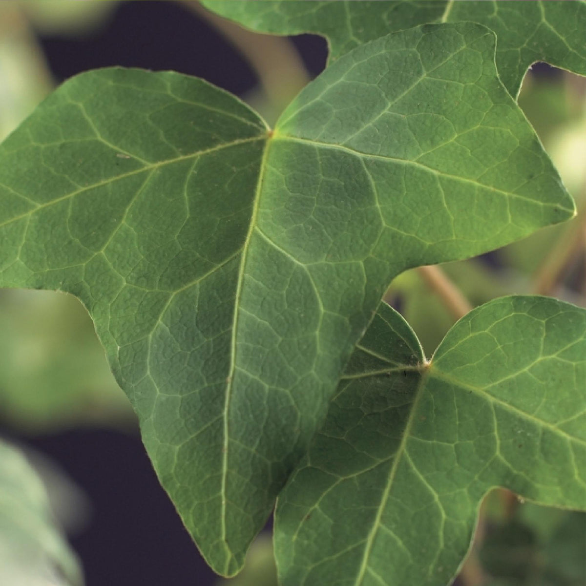 Hedera helix (klimop) – 2 planten, Ø11 cm, 40 cm hoog – foto 4